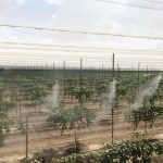 agriculture cooling, vineyards